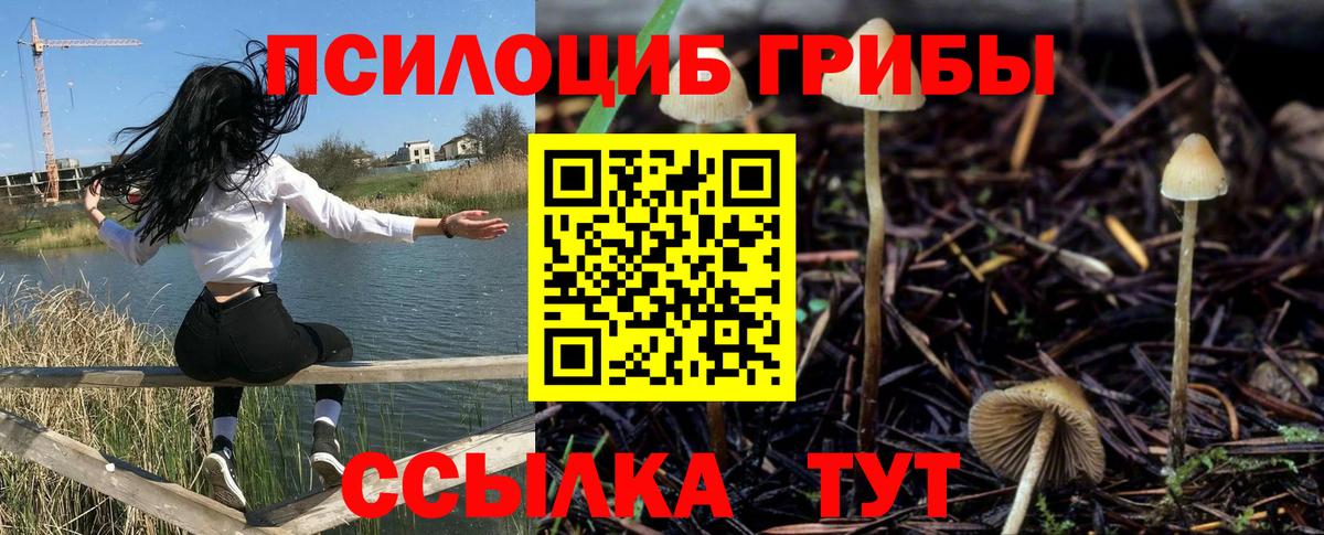 Псилоцибиновые грибы Psilocybe  Псилоцибиновые грибы Psilocybe  Знаменск  Вход с VPN 